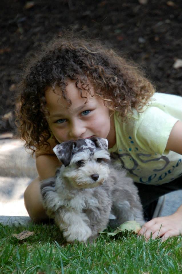 teacup merle schnauzers