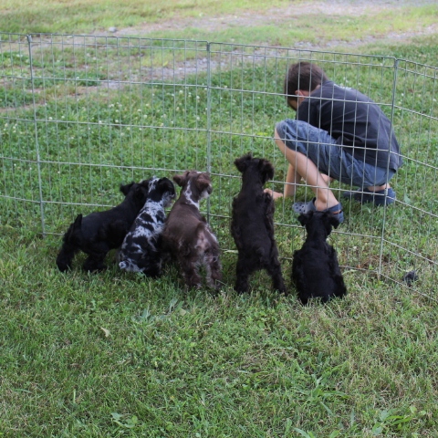 Past puppies – Smith Schnauzers